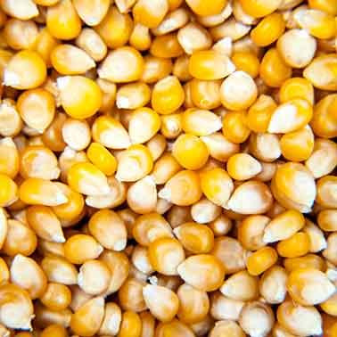 Καλαμπόκι Ποπ Κορν